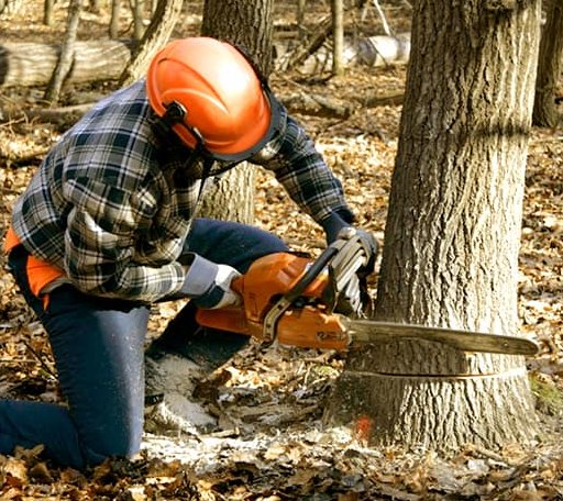 Tree Removal in Susan, VA